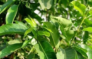 Ngày nào cũng uống nước lá vối có tốt không?