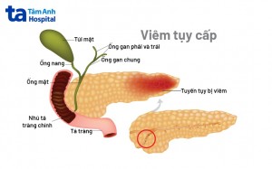 Tuyến tụy là gì? Cấu tạo, giải phẫu và vị trí nằm ở đâu?